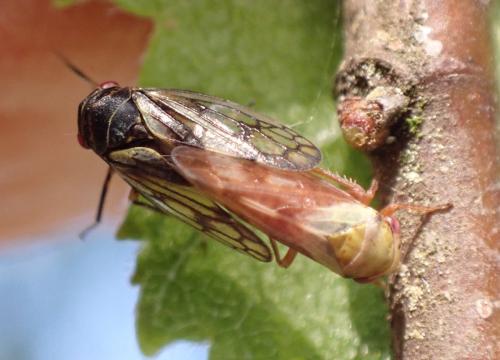 Réf. 303 387 : Oncopsis flavicollis